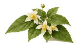 Horny Goat Weed